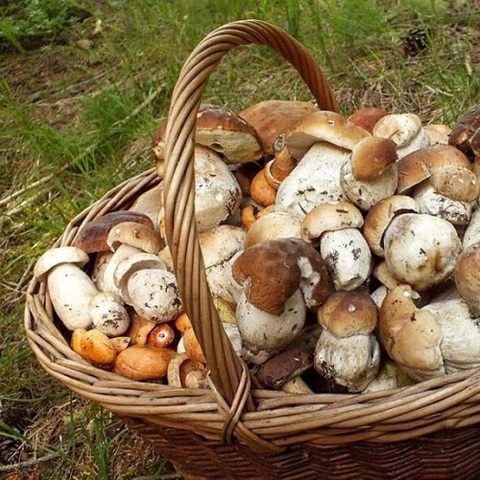 Controllo della commestibilità dei funghi